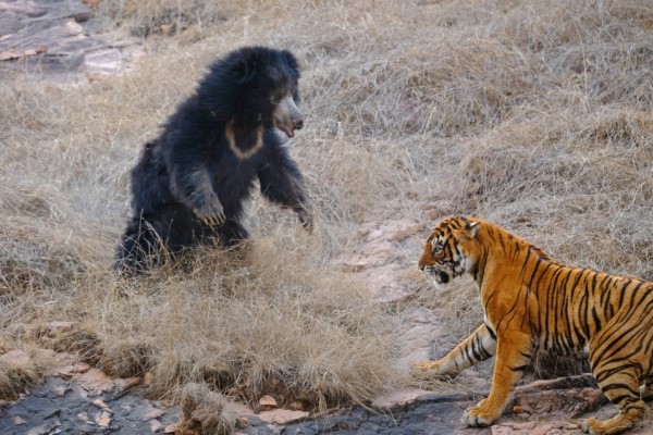 ▲母熊為了保護身上的小熊，毫不示弱地馬上威嚇對方（圖／Aditya