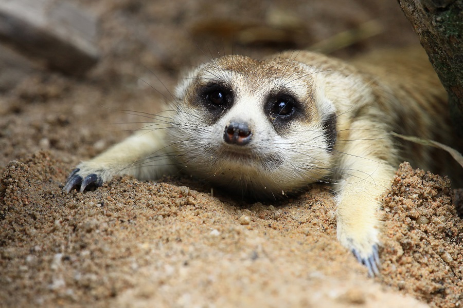 ▲現代兒少族群長時間使用3C產品，若沒節制加上日常保養，恐成「小糊矇族」。（圖／shutterstock）