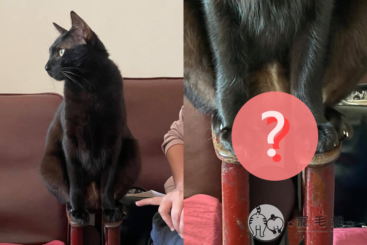 ▲黑貓坐姿超奇特，讓人以為在練踩梅花樁！（圖／網友林依凡授權提供）