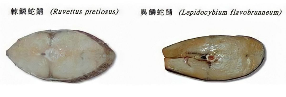 ▲圓鱈並不是鱈魚，而是蛇鯖科魚類。（圖／國立臺灣海洋大學提供）