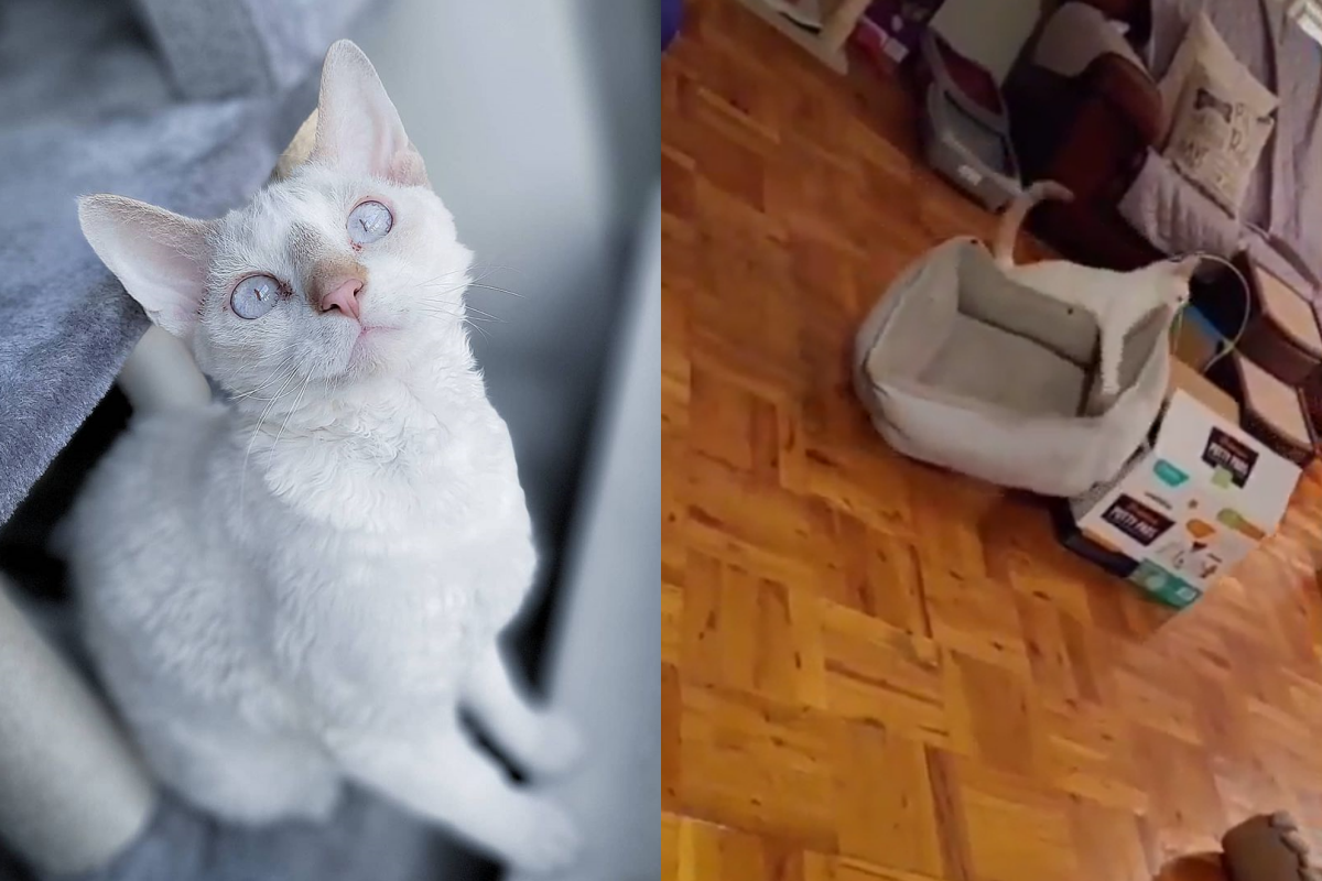 ▲貓咪突發奇想，自己搬窩想製做最強床鋪！（圖／Instagram ＠dev0n_trio）