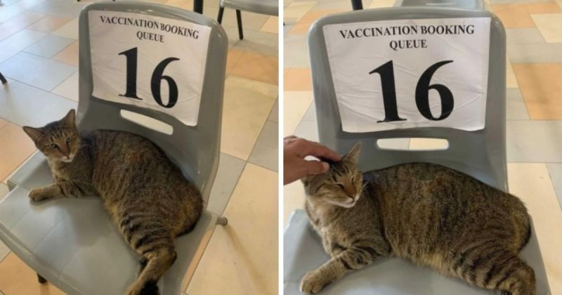 ▲新加坡的一隻貓咪卻因為好奇心太強，趁機闖入疫苗施打區湊熱鬧。 (圖／@ecstxsyz / Instagram)