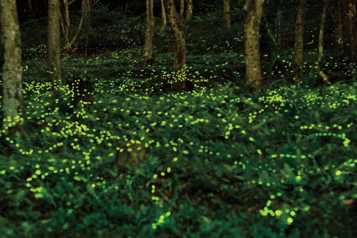 ▲東勢林場每年四、五月賞螢好時機(圖／觀旅局提供2021.3.26)