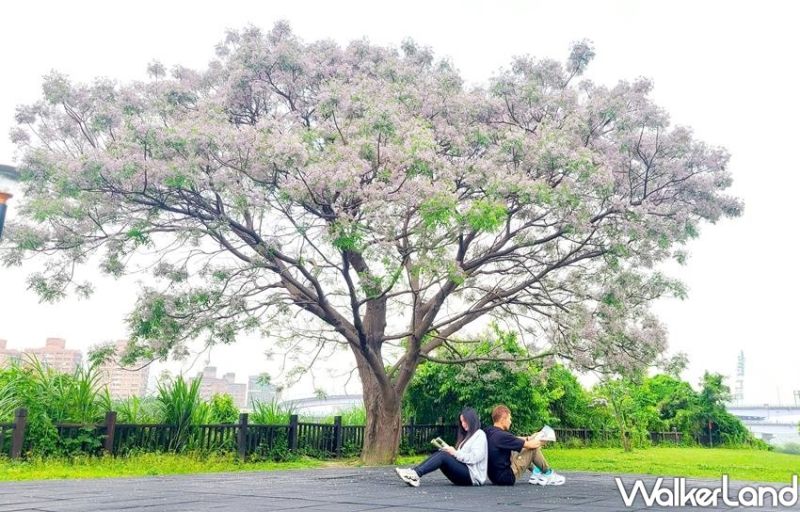 ▲帶有粉白、粉紫的花不論是掛在樹梢、落在地上成花毯，都是都市中期間限定的美景之一。(圖/Taipei