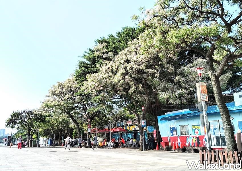 ▲「三月雪」的苦楝花於近日在新北各大河濱公園中盛開，從淡水老街、八里龍米公園一路到新店溪洲公園、樹林沐心池都能見其蹤跡。(圖/Taipei Walker提供)