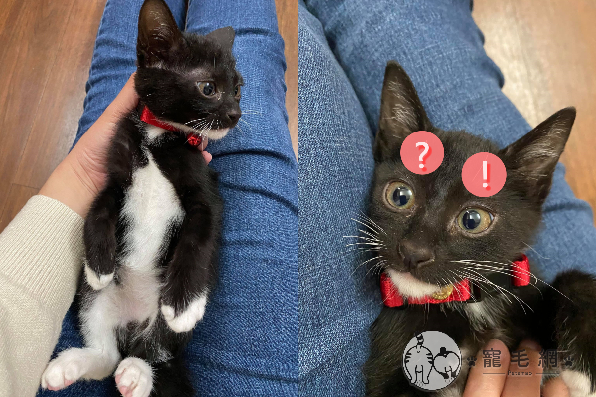 ▲網友Allie Weng去收容所領養到一隻大眼外星小貓咪！（圖／網友Allie Weng授權提供）