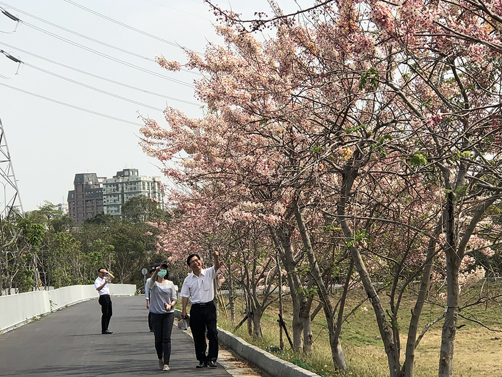 ▲仁德滯洪池北池堤岸花旗木盛開，正是春日好風光（圖／記者林怡孜攝，2021,03,29）