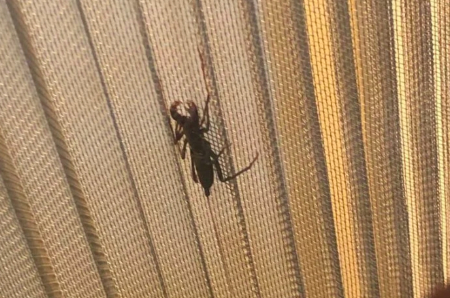 ▲網友分享自己在家中紗窗發現一隻奇怪的蟲子，結果就用滾輪把他殺死了。（圖/Dcard）