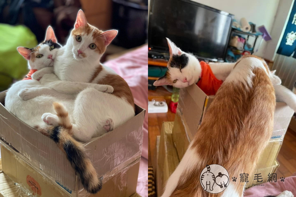 ▲橘白貓已長到七個月，但還是找媽媽討奶喝！（圖／網友Lauryn Jiang授權提供）