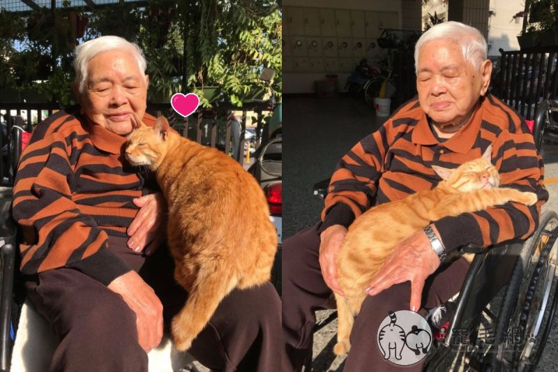 ▲阿祖抱著橘貓「老黃」一起曬太陽，並唱歌給牠聽（圖／網友Aki Adelisa授權提供）