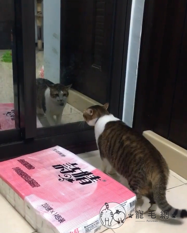 ▲你誰?有種就過來啊!(圖/IG