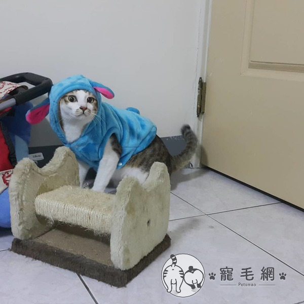 ▲胖胖的麻糬鬧出笑話、讓主人笑翻!(圖/IG