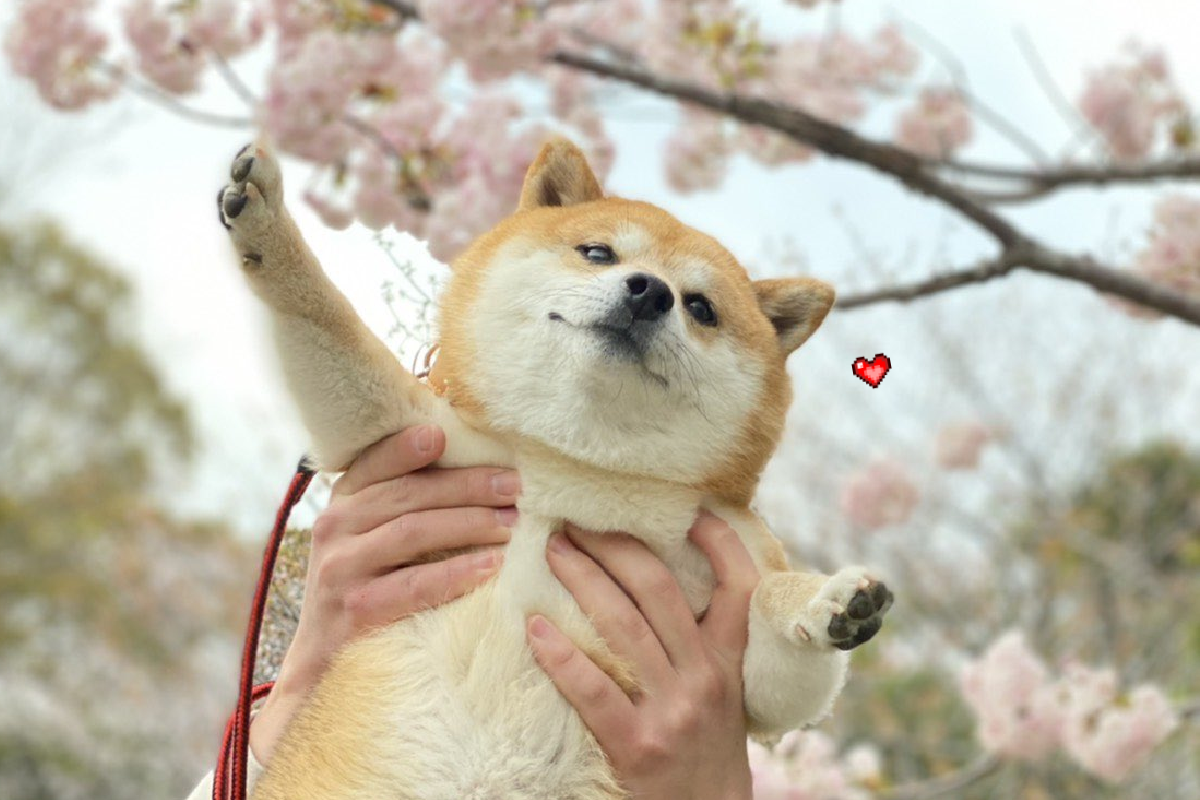 ▲柴柴賞櫻好快樂，不由自主露出燦爛笑容！（圖／Twitter ＠ nanakuriinemaru）