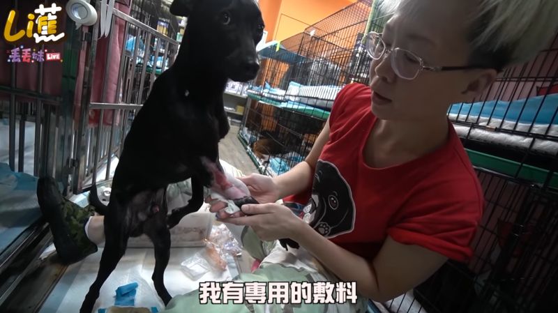 ▲徐文良建造的浪浪園區佔地廣大。(圖/香蕉王俊傑YouTube)