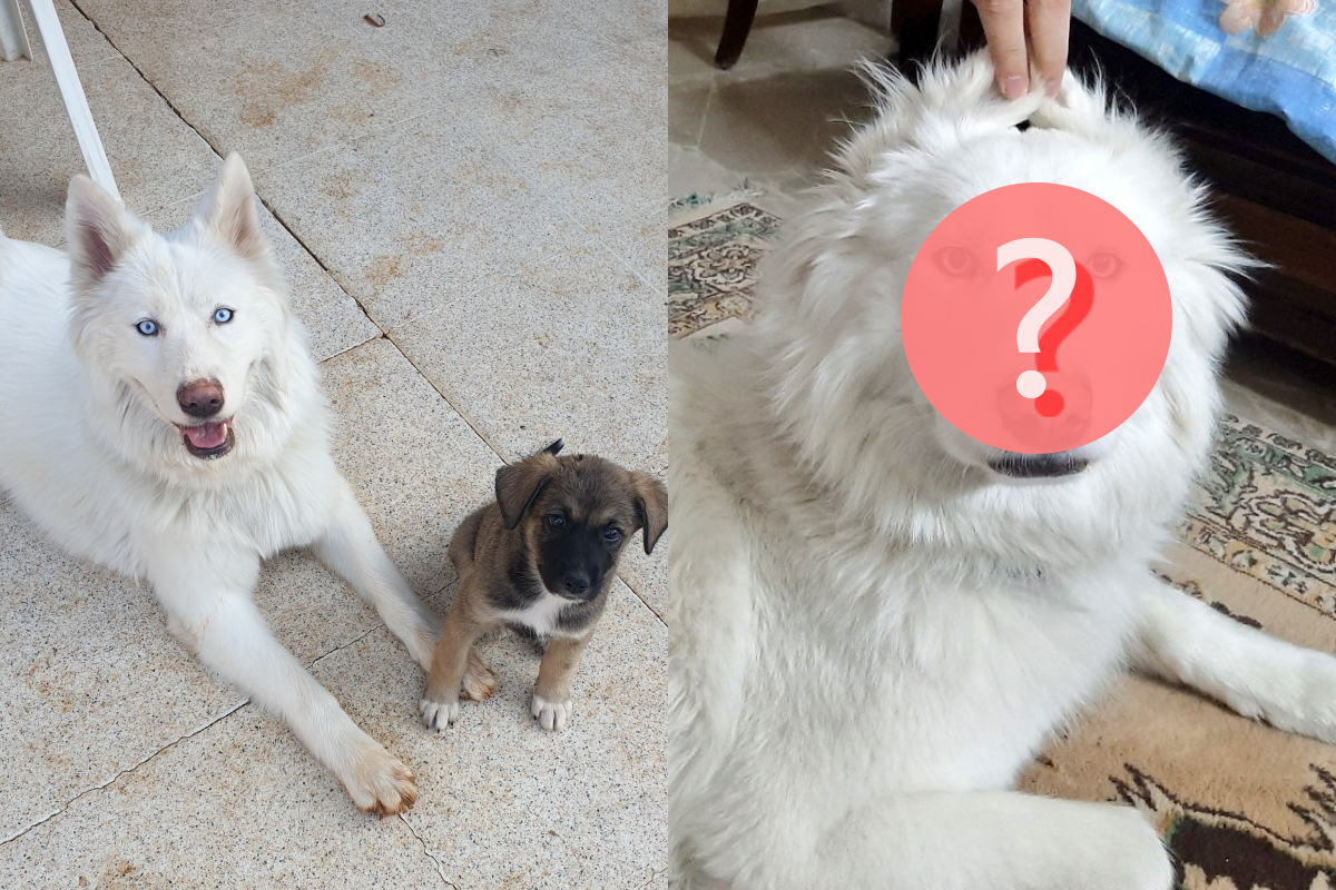 ▲奴才沉迷將狗狗變獅子，牠面無表情好無奈！（圖／Twitter ＠KhaliliHala）