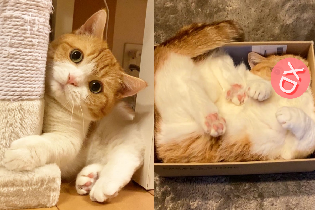 ▲橘貓自己鑽進盒子，乍看就像一條蓬鬆吐司！（圖／Instagram ＠amaccho5160）