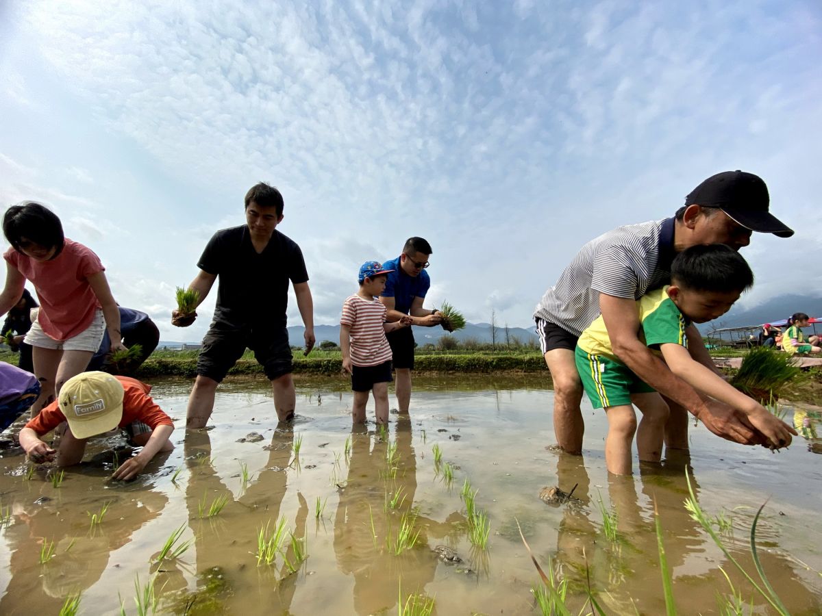 ▲父母親捲起褲管赤腳牽著孩子下田踩水，大手牽小手將秧苗直挺挺插在家鄉的土地，也期待來日的收割。（圖／金美國小附設幼兒園提供）