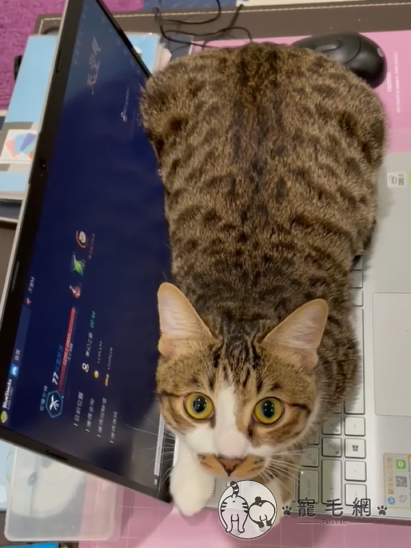 貓：爸爸的筆電也是我的窩！（圖／網友陳紫璇授權提供）