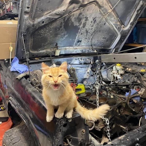男子修理吉普車橘貓一旁全程監督　他驚：我沒養貓啊！