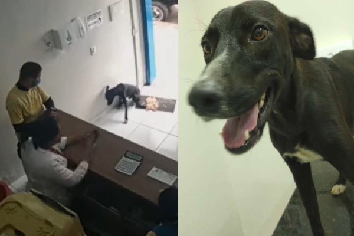 ▲聰明浪汪腳受傷「自己去醫院」！跛腳向醫生求救「這邊痛痛」。（圖／翻攝自YT @Stephen Messenger）