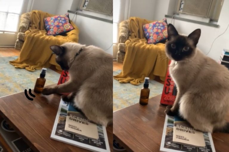 暹羅貓對桌上的玻璃瓶蠢蠢欲動（圖／Tik Tok@wowkosik）
