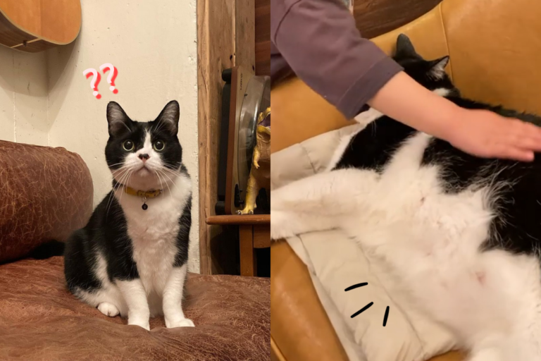 賓士貓站著是瘦子，躺下卻變成一片胖地毯！（圖／Instagram ＠micryo）