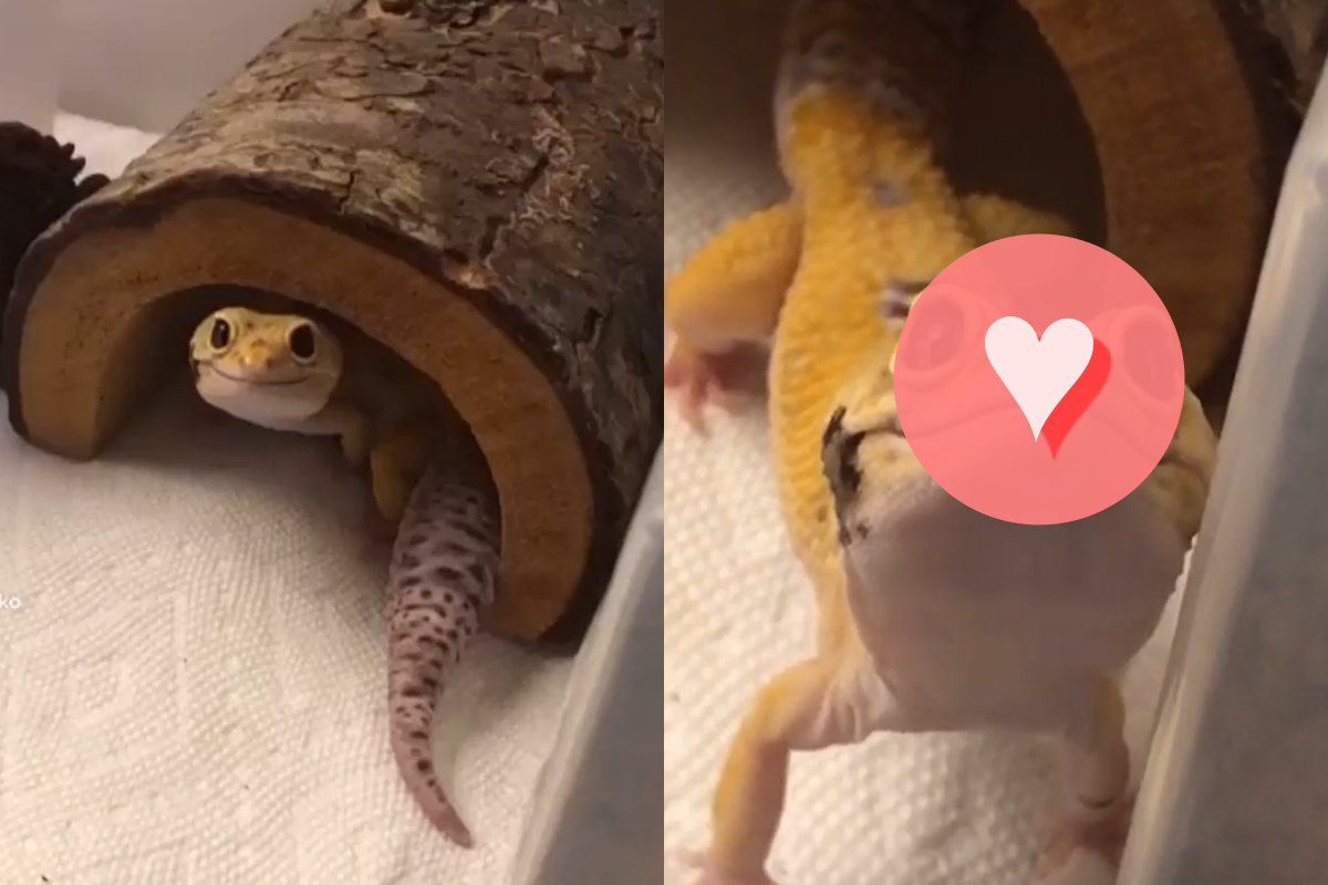 壁虎笑眼瞇瞇迎接主人，期待早餐降臨！（圖／Instagram ＠gogothegecko）