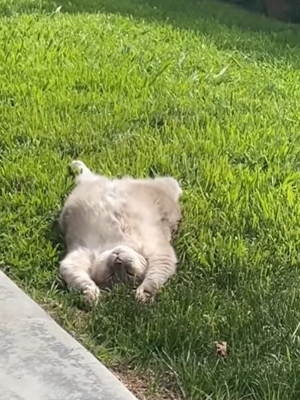 草地上赫見貓咪「大字型」爽曬日光浴　網笑：以為是地毯！