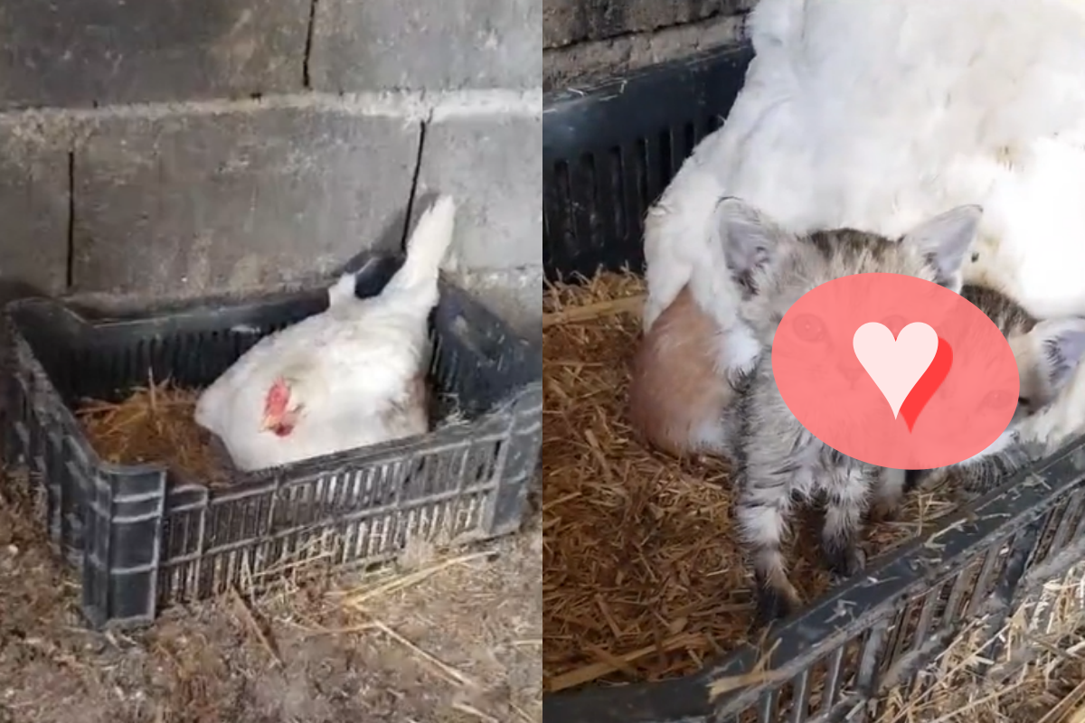 雞舍出現喵喵聲，奴才檢查竟發現母雞窩中有三隻奶貓！（圖／TiKTok ＠goran.a_88）