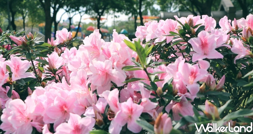 ▲最不能錯過的是臨人行步道旁，有一處種滿杜鵑花、繡球花和薰衣草爭豔的賞花美景。（圖／WalkerLand）