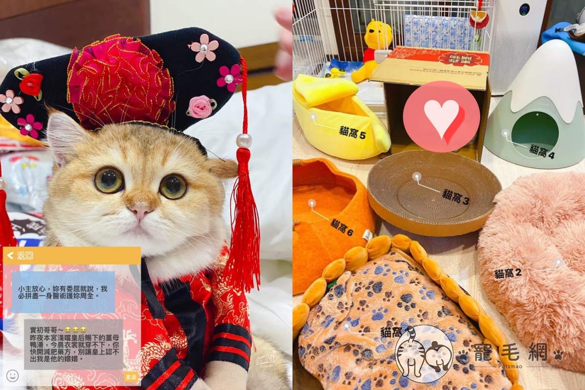 家裡貓窩好多，但貓皇卻一個都不選！（圖／臉書粉專 ＠點點與阿尼的日常授權提供）