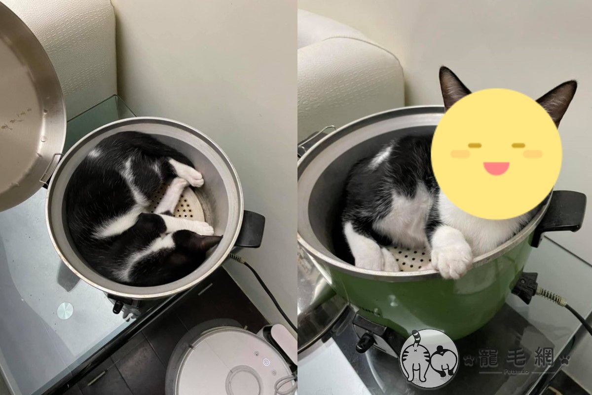 ▲天冷打開電鍋又長貓咪！網笑：我要麻油口味。（圖／網友Norah Chuang授權提供）