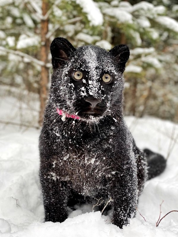 黑豹獲救自認是「家貓」　與羅威納犬變好友：牠是我麻吉！