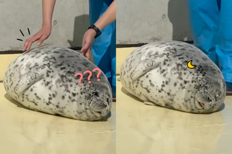 胖海豹被提醒起床，竟然不理滾一圈繼續睡！（圖／Instagram ＠gacchirika）