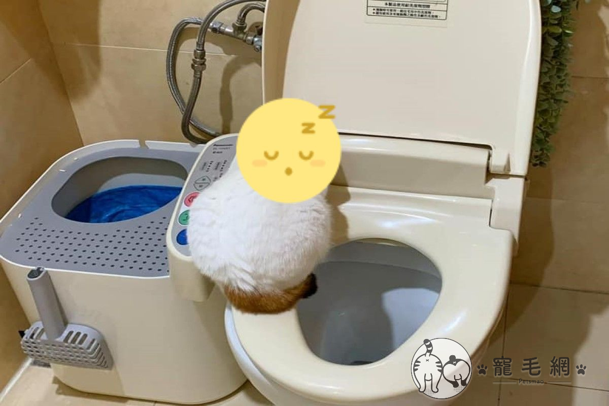 網友家的三花貓跳上免治馬桶「保暖」（圖／IG@tutu.meow授權提供）
