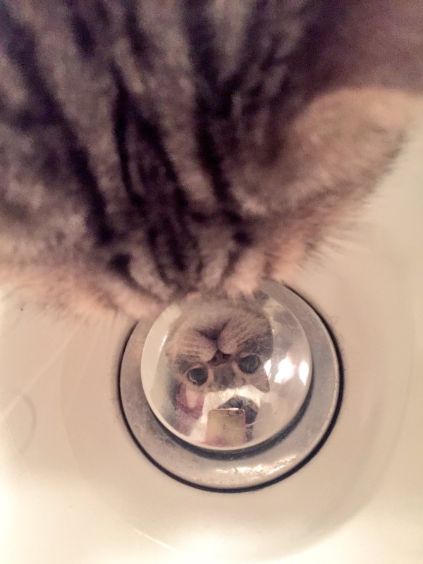 貓咪在浴缸裡不知在看什麼　奴才一窺「這原因」笑翻了！
