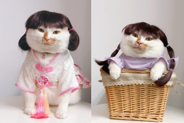 中國一隻橘白貓擅長穿衣服拍照（圖／微博＠阿里多多酱）