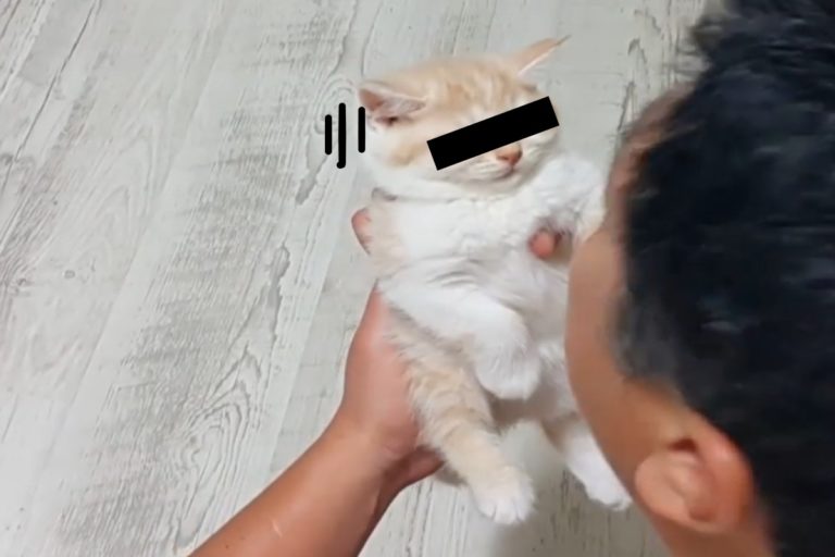 韓國一名貓奴正在逗弄可愛的小貓（圖／IG@coolant27）