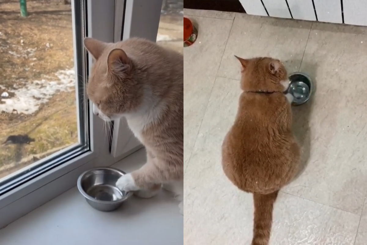 橘貓見空碗狂敲盆，背影氣噗噗控訴自己想吃飯！（圖／TiKTok @kotpersik27）
