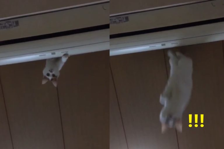 貓咪從冷氣機上往下跳（圖／twitter ＠sheiminto）