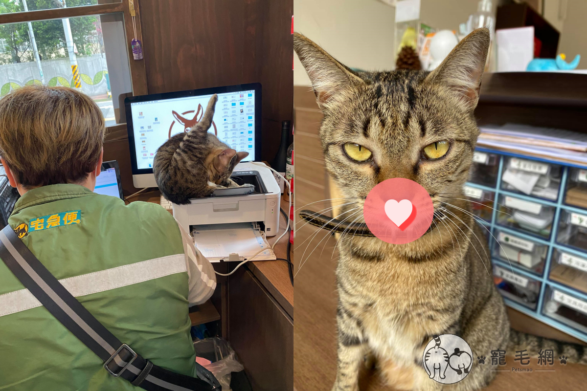 愛美貓看見桌上印泥，臉竟然就親上去！（圖／網友黃毛驢授權提供）