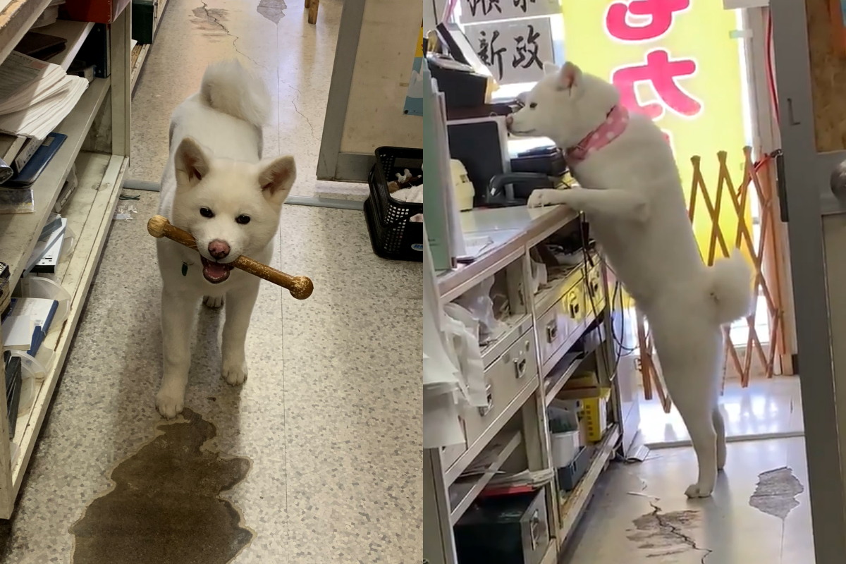 ▲「汪店員」踮腳學收銀！搞不定嗚嗚叫好委屈　網：這款的不找錢沒關係！（圖／Twitter＠Rika__takahashi）