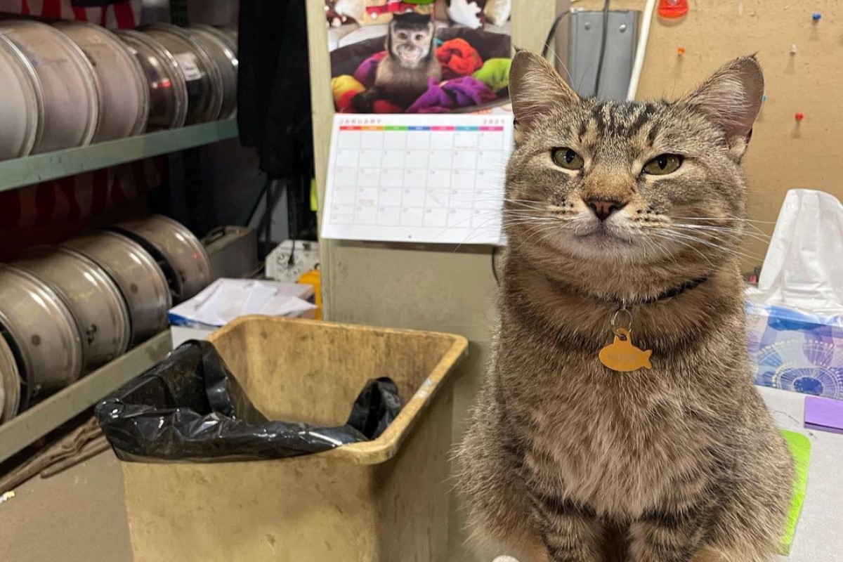 虎斑貓到修車廠當「毛員工」（圖／IG @buster_and_brothers）