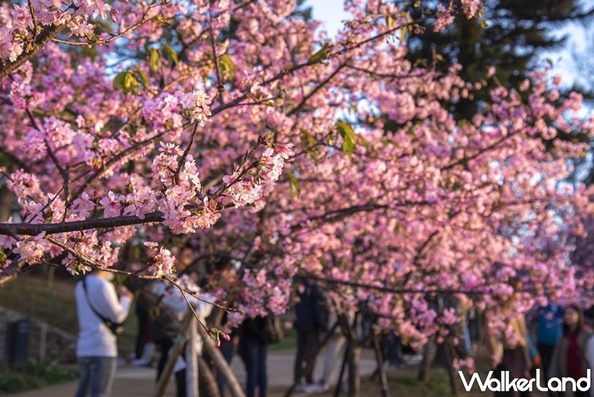 ▲這次位在動物園、玻工館附近的「新竹公園」，就有近850顆櫻花盛大開放。（圖／WalkerLand）