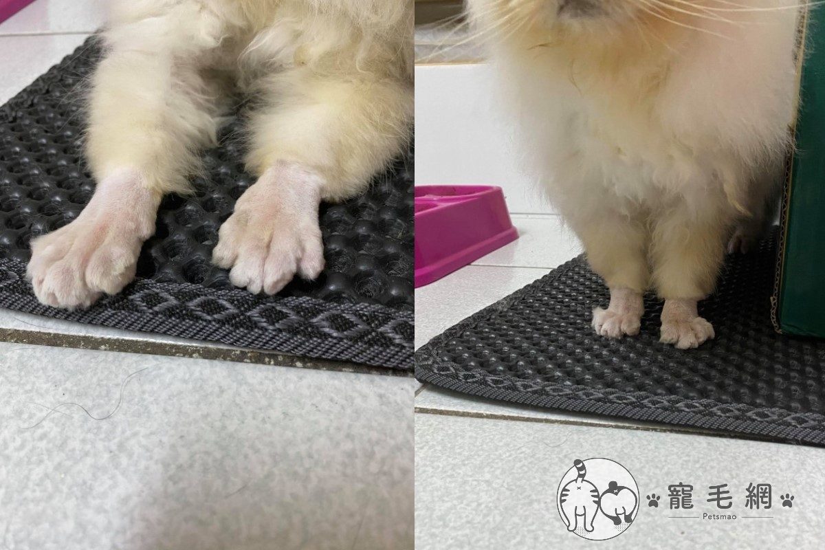 ▲主子皮膚病奴才幫剃毛　嚕完後驚見「貴賓腳」：小叮噹手變雞爪了。（圖／網友鄭小姐授權提供）