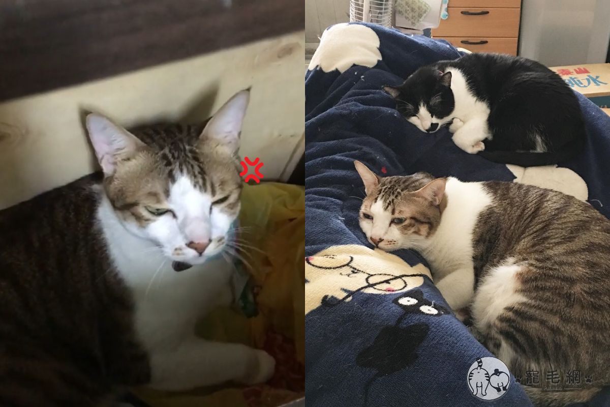 貓主子找到完美藏身處，卻沒想到被同伴豬隊友出賣！（圖／IG @鼻屎口味的麻糬授權）
