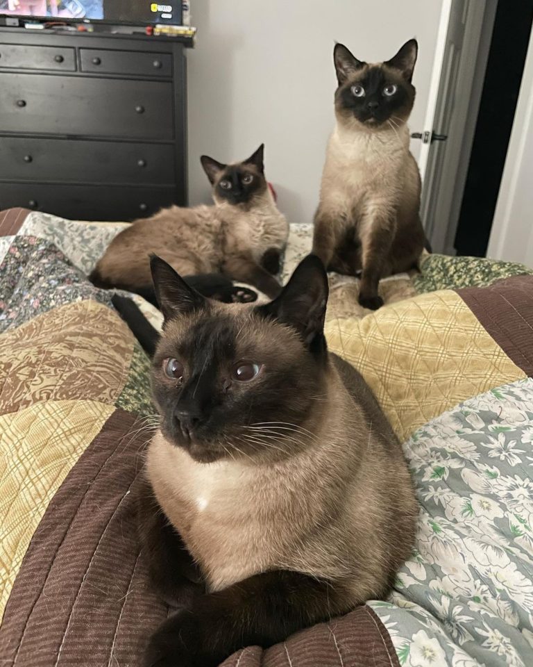 是暹羅貓家庭（沒血緣）！（圖／Instagram＠sia_josephine）