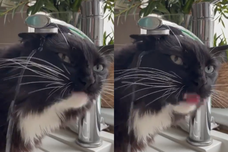 貓貓「佛系喝水」超匪夷所思！網笑：時間到了自然會到嘴巴裡
