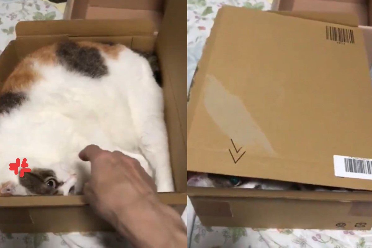 ▲三花貓回絕奴才「鹹豬手」！下秒做一動作：讓我靜靜！（圖／twitter@n_miyacchi）