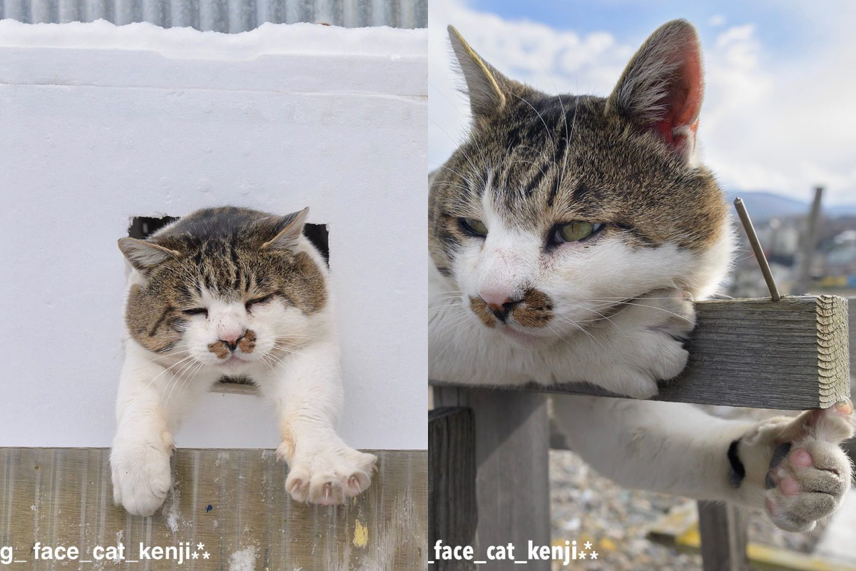 浪貓慵懶趴路邊，手卻偷偷擺出「這姿勢」！！（圖／Instagram＠big_face_cat_kenji）